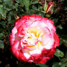 Rosa 'Double Delight'