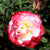Rosa 'Double Delight' 36" Patio Tree