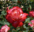 Rosa 'Double Delight' 36" Patio Tree