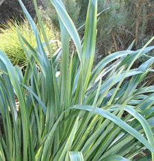 Phormium 'Duet'