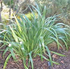 Phormium 'Duet'