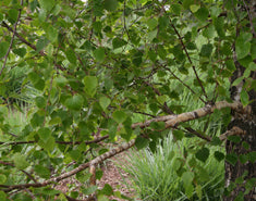 Betula jacquemontii Standard (B. utilis j.)