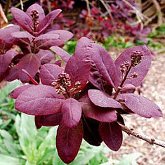 Cotinus coggygria 'Royal Purple' Multi