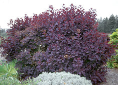 Cotinus coggygria 'Royal Purple' Multi