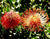 Leucospermum cordifolium 'Flame Spike' (L. nutans)