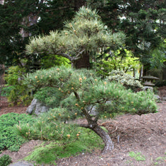 Pinus thunbergii (P. thunbergiana)