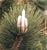 Pinus thunbergii (P. thunbergiana)