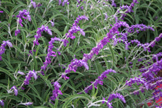 Salvia leucantha 'Midnight' ('Purple Velvet')