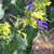 Salvia mexicana 'Limelight' ('Chartreuse')