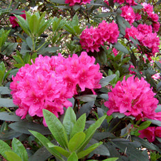 Rhododendron 'Assorted Varieties'