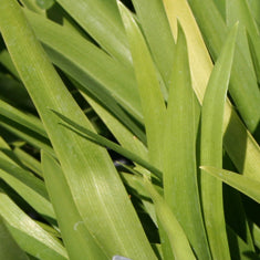 Agapanthus 'Elaine'