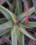 Aloe arborescens variegata