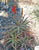 Aloe arborescens variegata