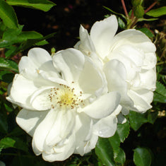 Rosa 'Flower Carpet White'
