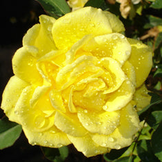 Rosa 'Henry Fonda'