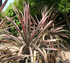 Cordyline australis 'Pink Stripe' (Dracaena a.)