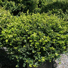 Buxus microphylla japonica 'Winter Gem'