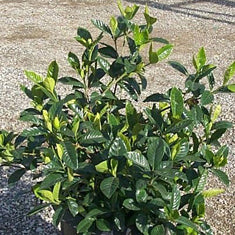 Gardenia jasminoides 'Mystery' Patio Tree (G. augusta)