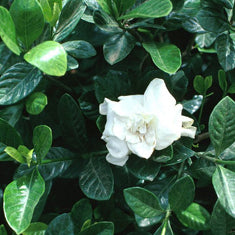 Gardenia jasminoides 'Veitchii' (G. augusta)