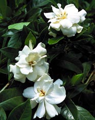 Gardenia jasminoides 'Veitchii' (G. augusta)