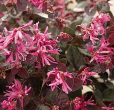 Loropetalum chinense var. rubrum 'Sizzling Pink' ('Burgundy')