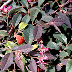 Loropetalum chinense var. rubrum 'Sizzling Pink' ('Burgundy')