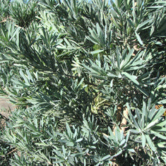 Podocarpus elongatus 'Icee Blue' - Monrovia ('Monmal')