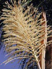 Arecastrum romanzoffianum Multi (Syagrus r.)(Cocos plumosa)