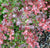Berberis thunbergii 'Crimson Pygmy' ('Atropurpurea Nana')