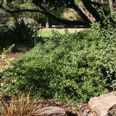 Coprosma petriei 'Verde Vista' ('Prostrata')(C. pumila)