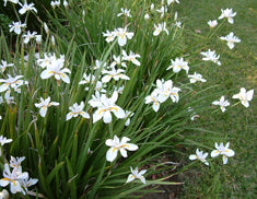 Dietes vegeta (D. grandiflora)(D. iridioides)(Moraea iridioides)