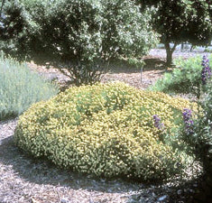 Santolina pinnata neapolitana 'Lemon Queen'