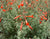 Epilobium canum (Zauschneria californica)