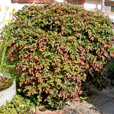 Loropetalum chinense var. rubrum 'Blush' ('Rasberry Fringe')