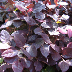 Loropetalum chinense var. rubrum 'Hines Purple Leaf'