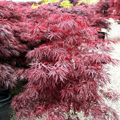 Acer palmatum 'Red Dragon' ('Dissectum Red Dragon')