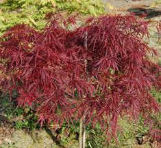 Acer palmatum 'Red Dragon' ('Dissectum Red Dragon')