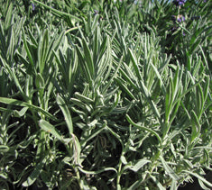 Lavandula angustifolia 'Munstead' (L. officinalis)(L. vera)