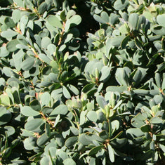 Leptospermum laevigatum 'Reevesii'