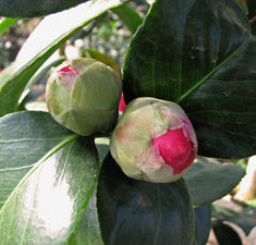 Camellia japonica 'Mrs. Charles Cobb' Espalier
