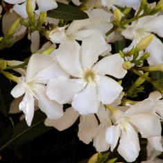 Nerium oleander 'Sister Agnes' Bush