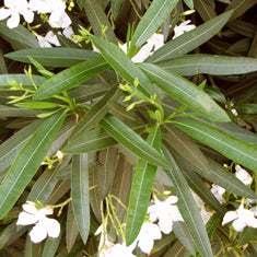 Nerium oleander 'Sister Agnes' Bush