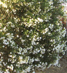 Nerium oleander 'Sister Agnes' Bush