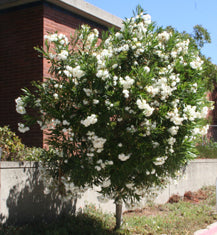 Nerium oleander 'Sister Agnes' Standard