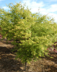 Acer palmatum dissectum 'Seiryu'