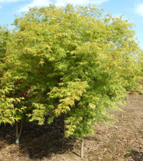 Acer palmatum dissectum 'Seiryu'