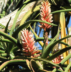 Aloe bainesii (A. barberae)