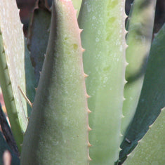Aloe vera (A. barbadensis)
