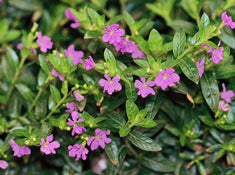 Cuphea hyssopifolia 'Lavender Lace'