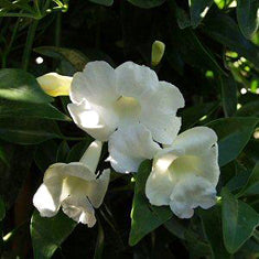 Pandorea Jasminoides 'alba' Espalier (bignonia J.) (tecoma J.)